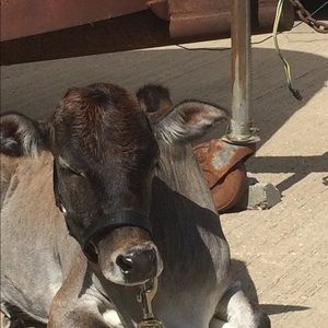 Meet your Posher, Brook